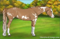 Horse Color:White Spotted Chestnut Splash 