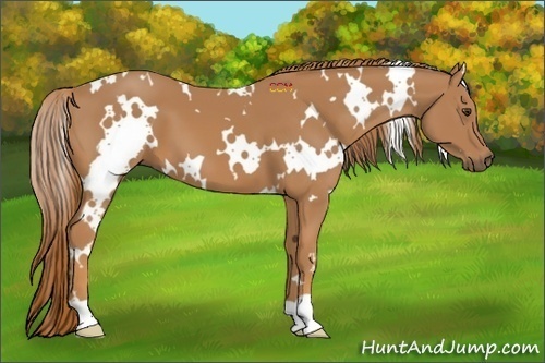 Horse Color:White Spotted Chestnut 