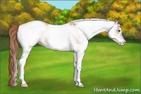 Horse Color:White Spotted Chestnut