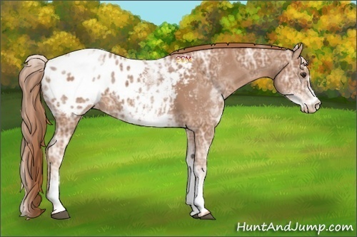 Horse Color:White Spotted Chestnut Ice Appaloosa 