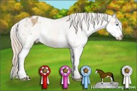 Horse Color:Chestnut Splash Appaloosa 