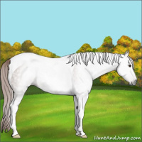 Horse Color:Gray Chestnut Tobiano 