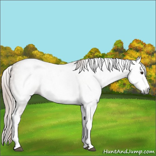 Horse Color:Gray White Spotted Chestnut Splash 