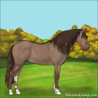 Horse Color:Liver Red Dun 