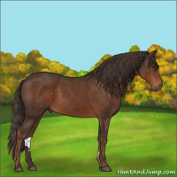Horse Color:Liver Chestnut Sabino 