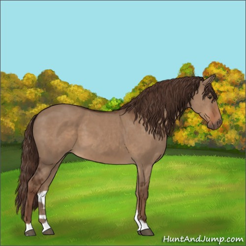 Horse Color:Liver Red Dun 