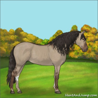 Horse Color:Liver Red Dun 