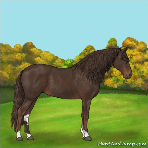 Horse Color:Liver Chestnut