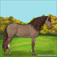 Horse Color:Liver Red Dun 