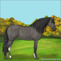 Horse Color:Grullo 
