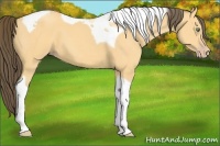 Horse Color:Amber Cream Champagne Tobiano 