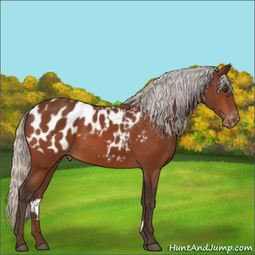 Horse Color:Silver Brown Appaloosa