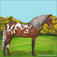 Horse Color:Silver Brown Appaloosa
