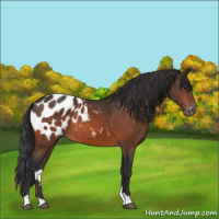 Horse Color:Bay Appaloosa