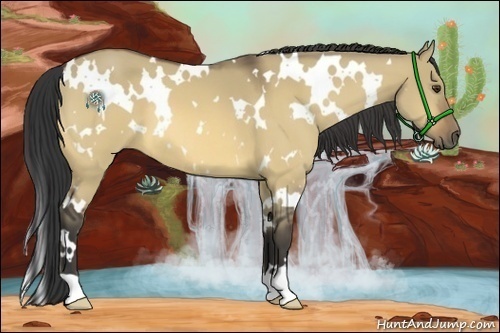 Horse Color:White Spotted Buckskin Dun 