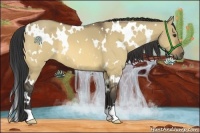 Horse Color:White Spotted Buckskin Dun 