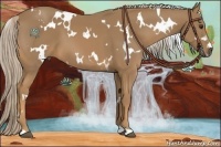 Horse Color:White Spotted Palomino 