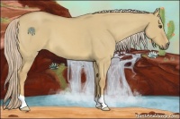 Horse Color:Palomino Roan Dun