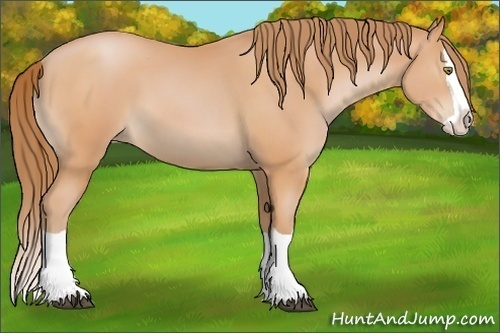 Horse Color:Bay Pearl Splash