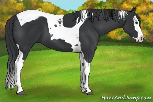 Horse Color:Black Splash Tobiano