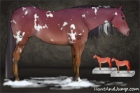 Horse Color:White Spotted Brown 