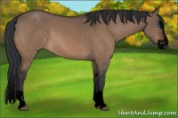 Horse Color:Void Brown Dun Sabino Splash 