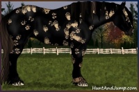 Horse Color:Void Classic Cream Champagne Dun Sabino Splash 