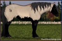 Horse Color:Void Brown Dun Splash