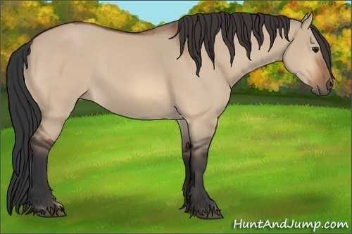 Horse Color:Bay Dun