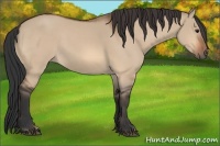 Horse Color:Bay Dun 