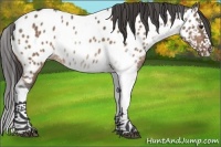 Horse Color:Brown Dun Sabino Splash Appaloosa 
