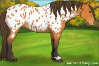 Horse Color:Buckskin Appaloosa 
