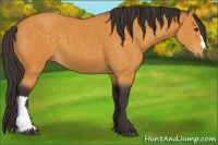 Horse Color:Buckskin 