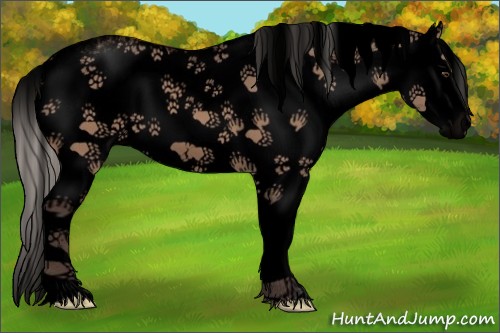 Horse Color:Void Silver Brown Dun Sabino Splash 