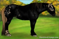 Horse Color:Void White Spotted Classic Cream Champagne Dun Splash Near Leopard 