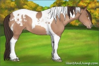 Horse Color:Amber Champagne Tobiano Appaloosa 