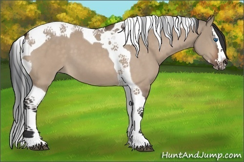 Horse Color:Brown Dun Sabino Splash Tobiano 