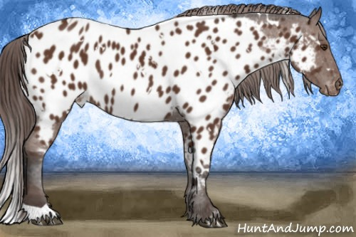 Horse Color:White Spotted Bay Near Leopard 