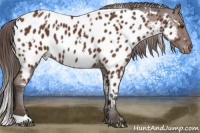 Horse Color:White Spotted Bay Near Leopard