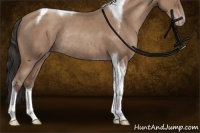 Horse Color:Classic Champagne Tobiano Rabicano 