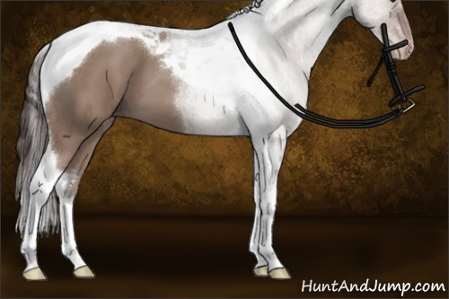 Horse Color:Classic Champagne Tobiano 