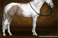 Horse Color:Classic Champagne Tobiano 