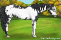 Horse Color:Black Sabino Frame Appaloosa 