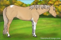 Horse Color:Palomino Dun Tobiano