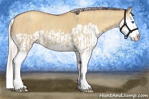 Horse Color:Classic Champagne Dun Sabino Splash  and Silver Classic Champagne Dun Sabino Splash 