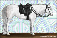 Horse Color:Gray Bay Splash 