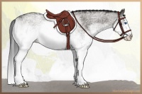 Horse Color:White Spotted Grullo Sabino Splash Rabicano