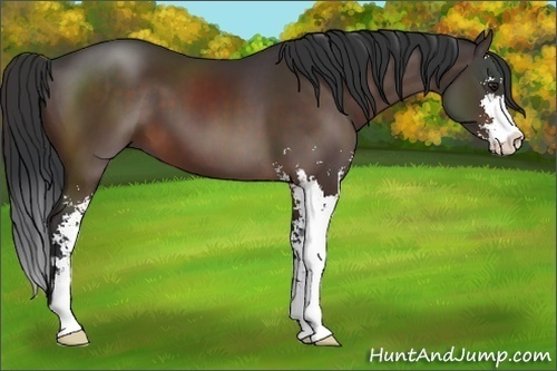 Horse Color:Brown Sabino 