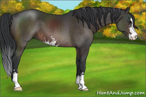 Horse Color:Brown Sabino
