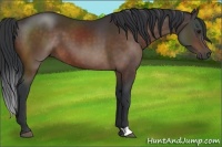 Horse Color:Brown 